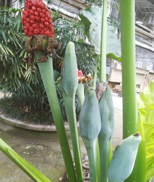 哪些花卉植物有毒