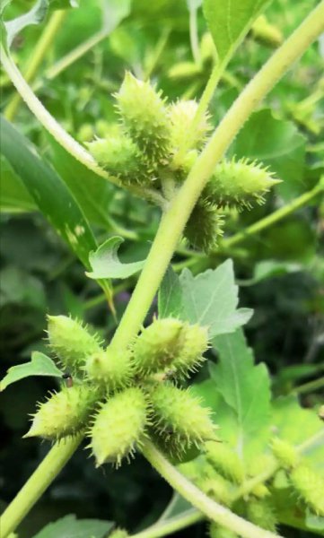 哪些花卉植物有毒