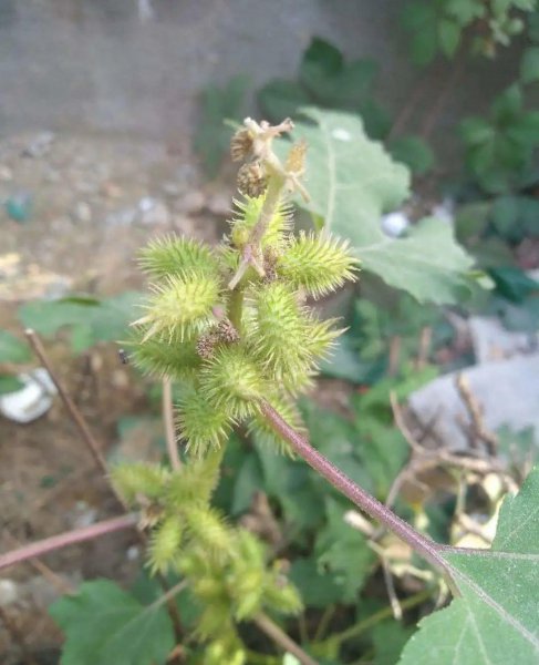 哪些花卉植物有毒