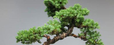 珍珠柏盆景怎么养 详解珍珠柏盆景正确养护方法