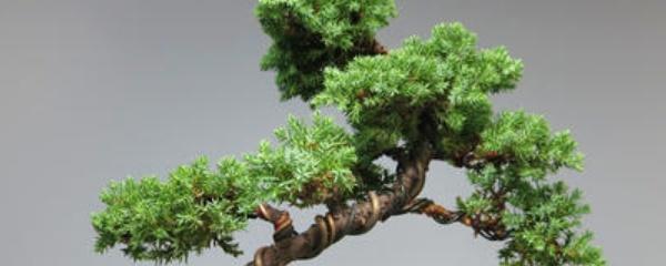 珍珠柏盆景怎么养