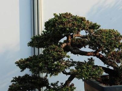 珍珠柏盆景怎么养
