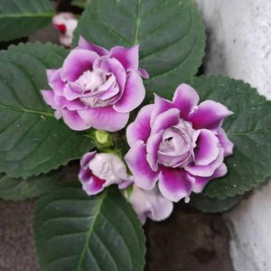 室内养不好盆栽植物的原因是什么 室内盆栽植物养殖注意事项