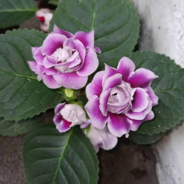 室内养不好盆栽植物的原因是什么