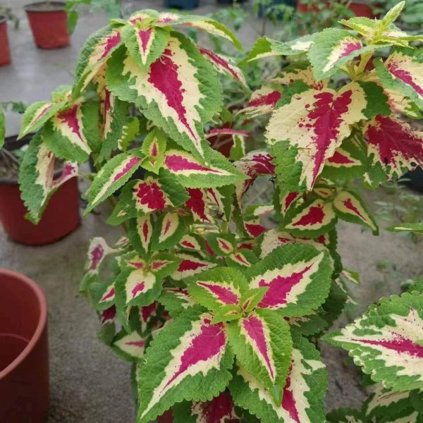室内养不好盆栽植物的原因是什么