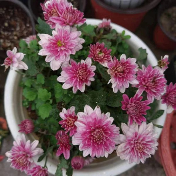 室内养不好盆栽植物的原因是什么