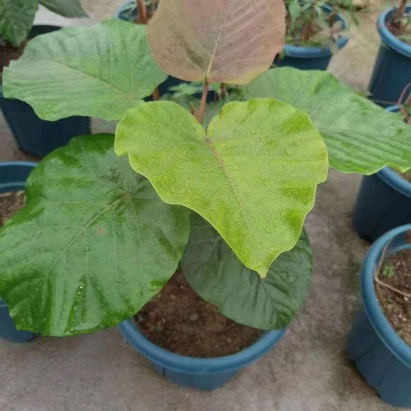 室内养不好盆栽植物的原因是什么