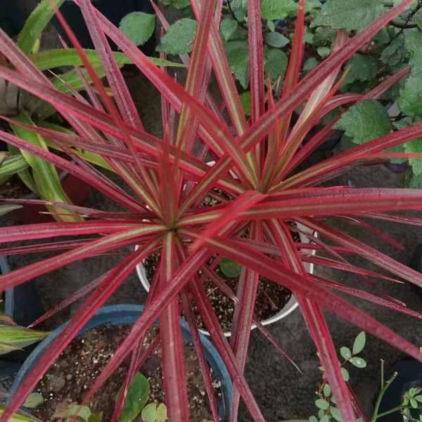 室内养不好盆栽植物的原因是什么
