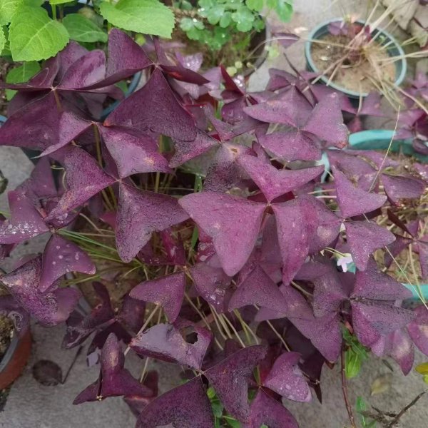 室内养不好盆栽植物的原因是什么