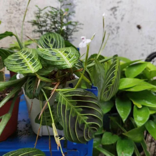 室内养不好盆栽植物的原因是什么