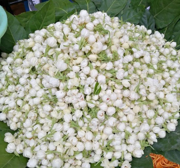 可以食用的花卉有哪些