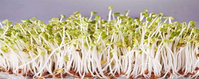 绿豆的生长过程记录 绿豆观察记录表介绍