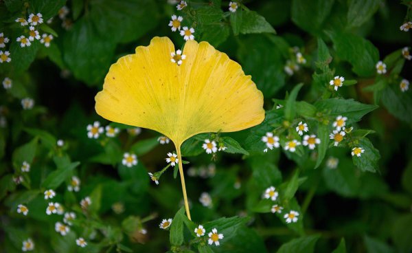 银杏花的花语和寓意