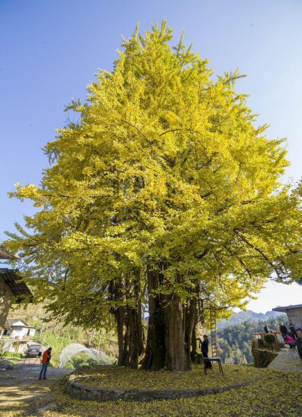 银杏花的花语和寓意