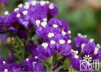 蝴蝶花的花语和寓意 蝴蝶花代表的意义和象征