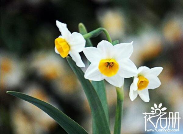 蝴蝶花的花语和寓意