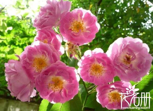 蝴蝶花的花语和寓意