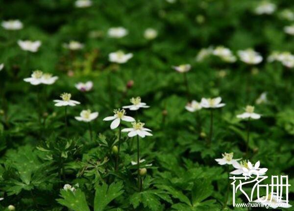 蝴蝶花的花语和寓意