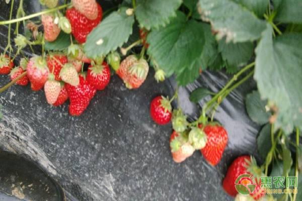 草莓发芽后怎么养护