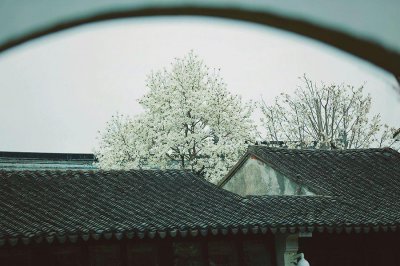 玉兰花花语和象征意义 白玉兰花语和含义