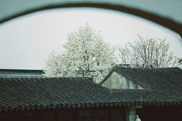 玉兰花花语和象征意义