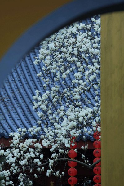玉兰花花语和象征意义