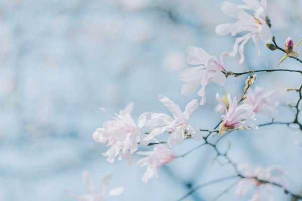 玉兰花花语和象征意义