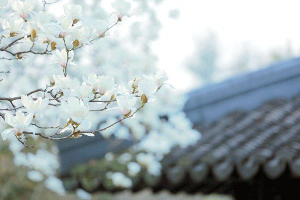 玉兰花花语和象征意义