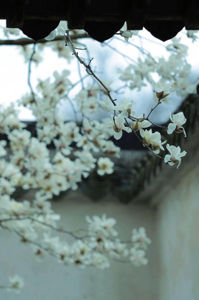 玉兰花花语和象征意义