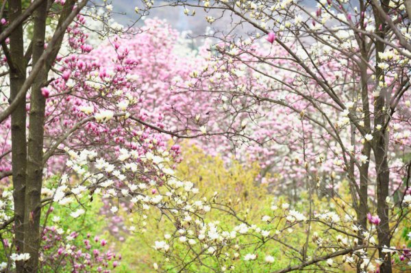玉兰花花语和象征意义