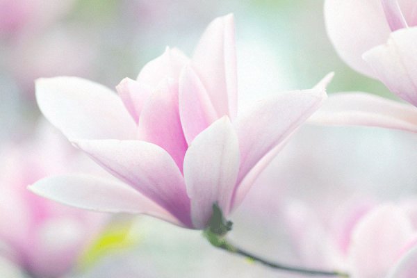 玉兰花花语和象征意义
