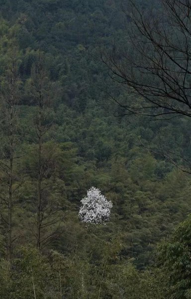 玉兰花花语和象征意义