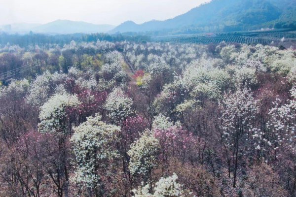 玉兰花花语和象征意义