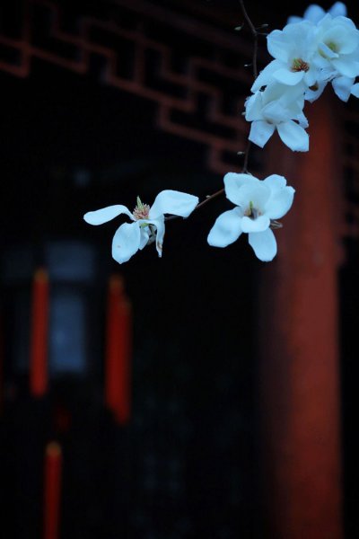 玉兰花花语和象征意义
