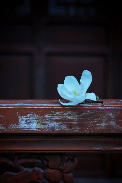 玉兰花花语和象征意义