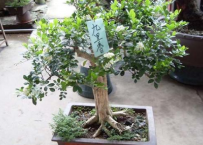 九里香的养殖方法和注意事项视频 九里香盆景制作方法