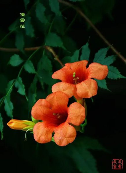 凌霄花花语是什么意思