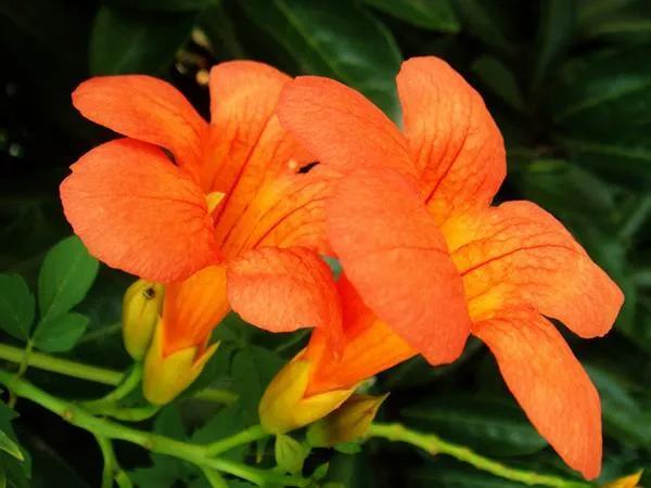 凌霄花花语是什么意思