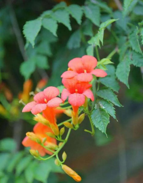 凌霄花花语是什么意思