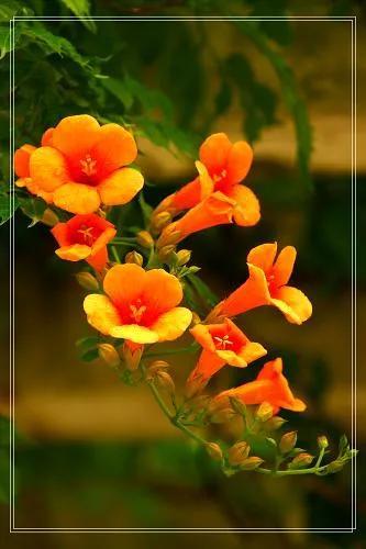 凌霄花花语是什么意思