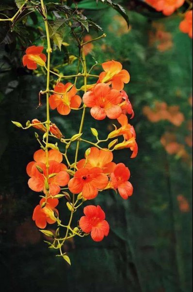 凌霄花花语是什么意思