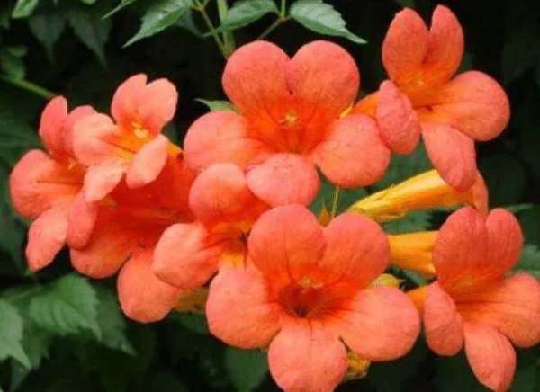 凌霄花花语是什么意思