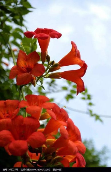 凌霄花花语是什么意思