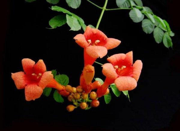 凌霄花花语是什么意思