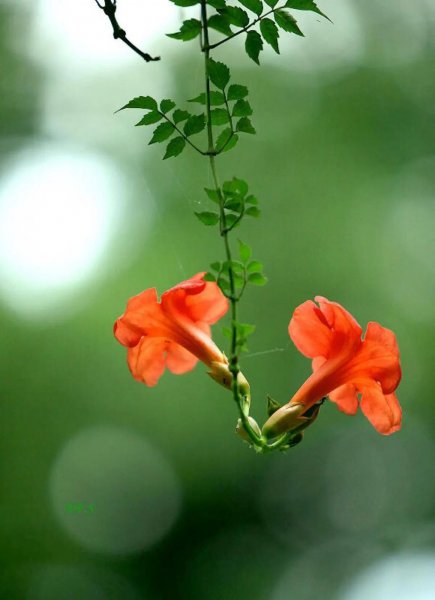 凌霄花花语是什么意思