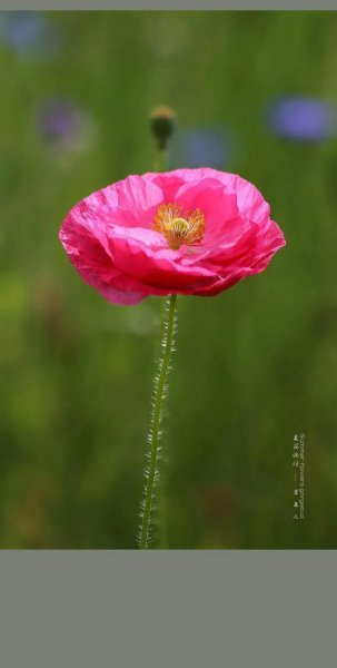 虞美人花语和寓意