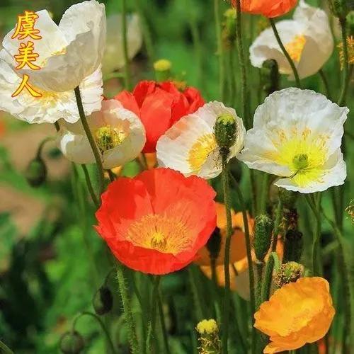 虞美人花语和寓意