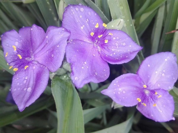 紫露草花语和寓意