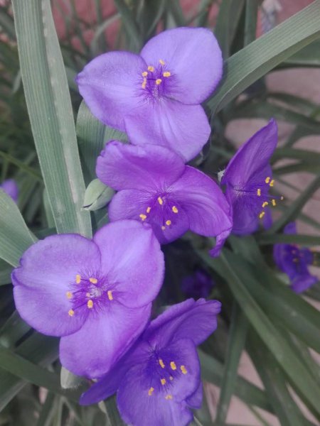 紫露草花语和寓意
