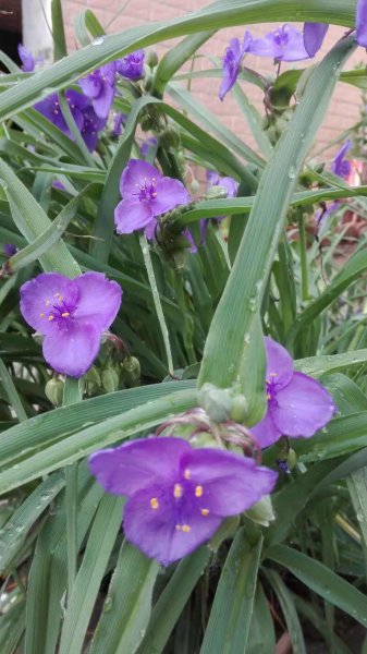 紫露草花语和寓意